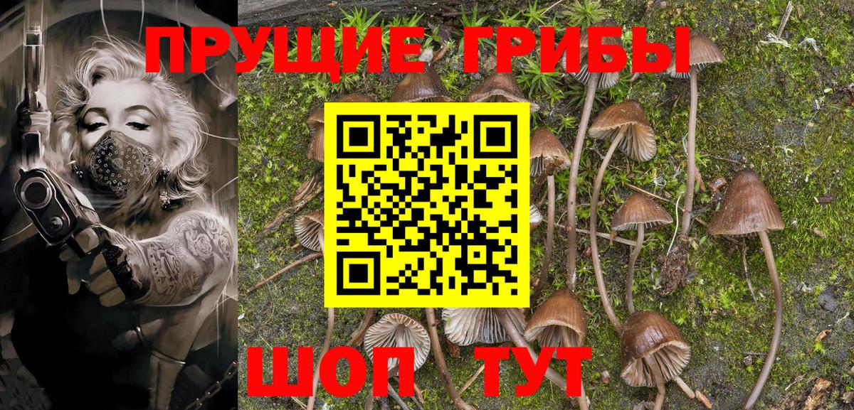 Галлюциногенные грибы Cubensis Кашира